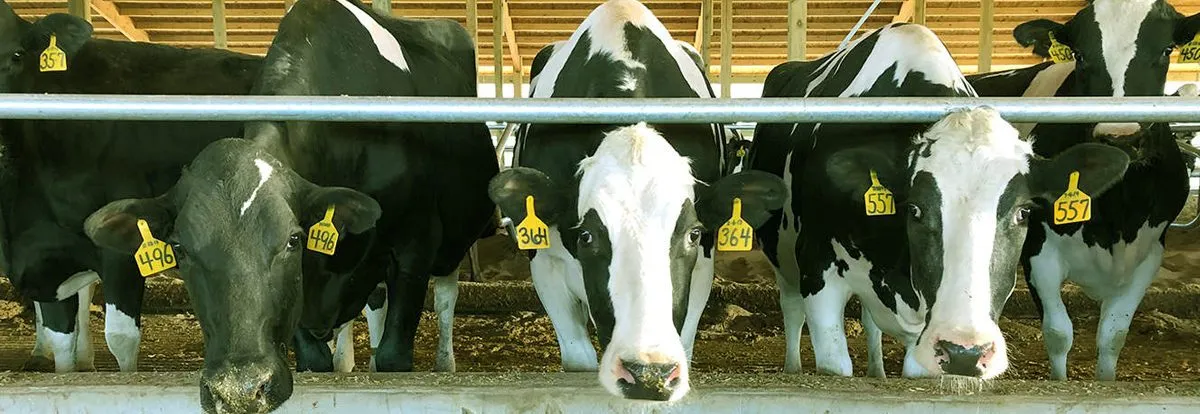 Inside an industrial dairy operation