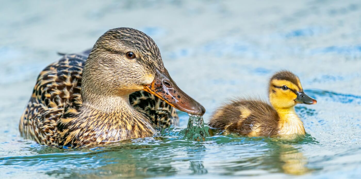 A mother mallard swimming with her duckling