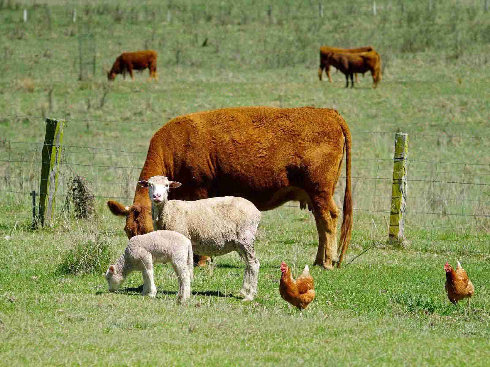 Rescued animals at a sanctuary