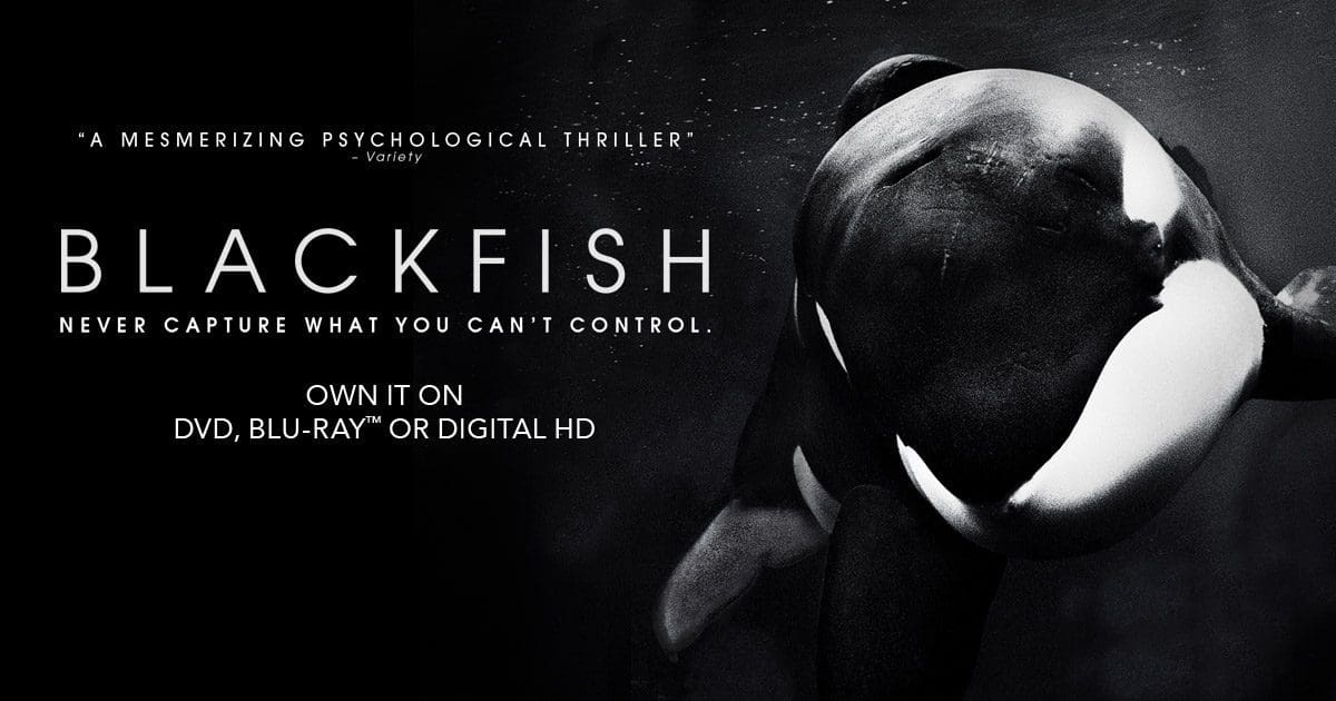 Blackfish (2013) film still