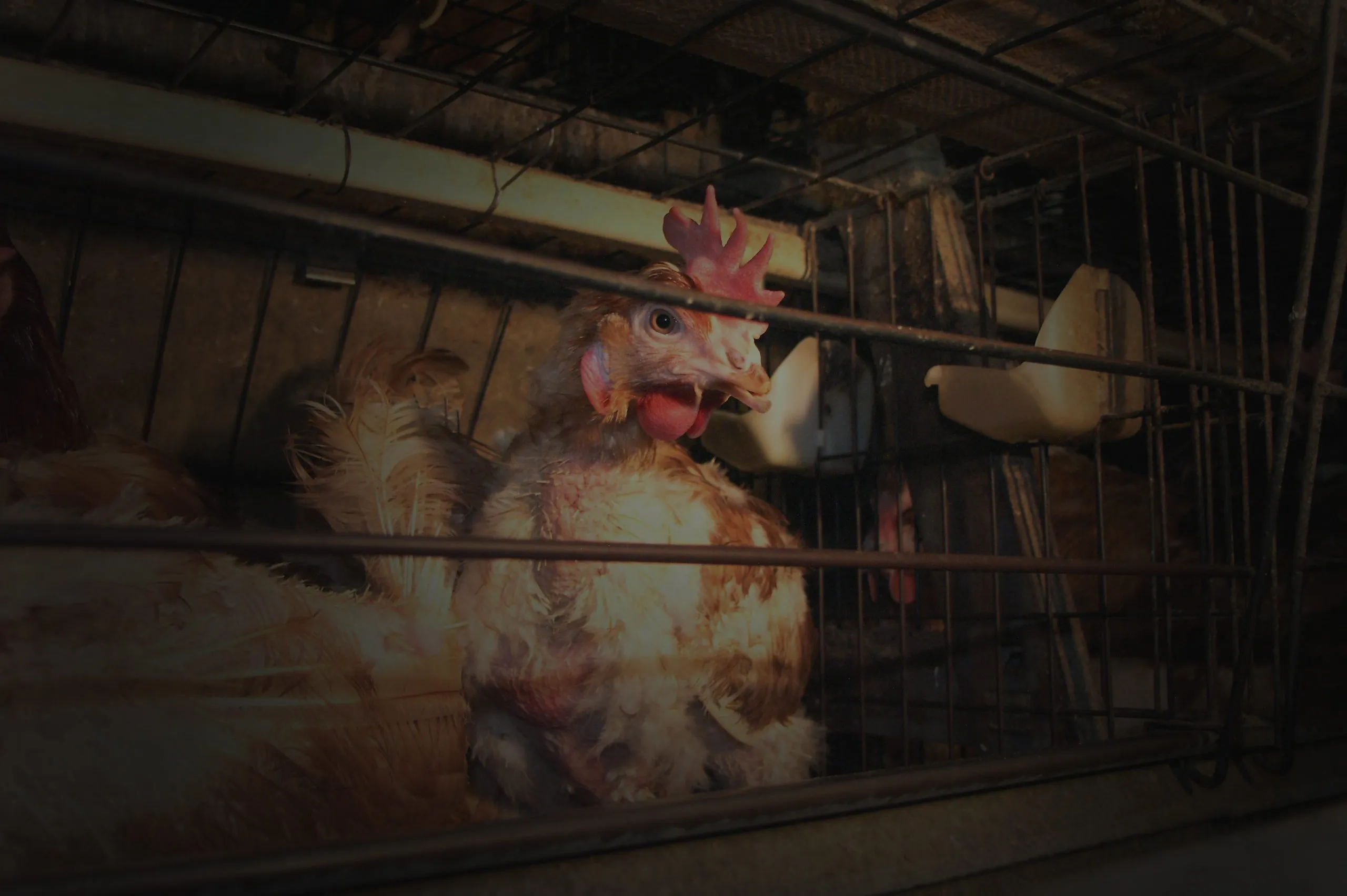 Industrial poultry shed with thousands of birds