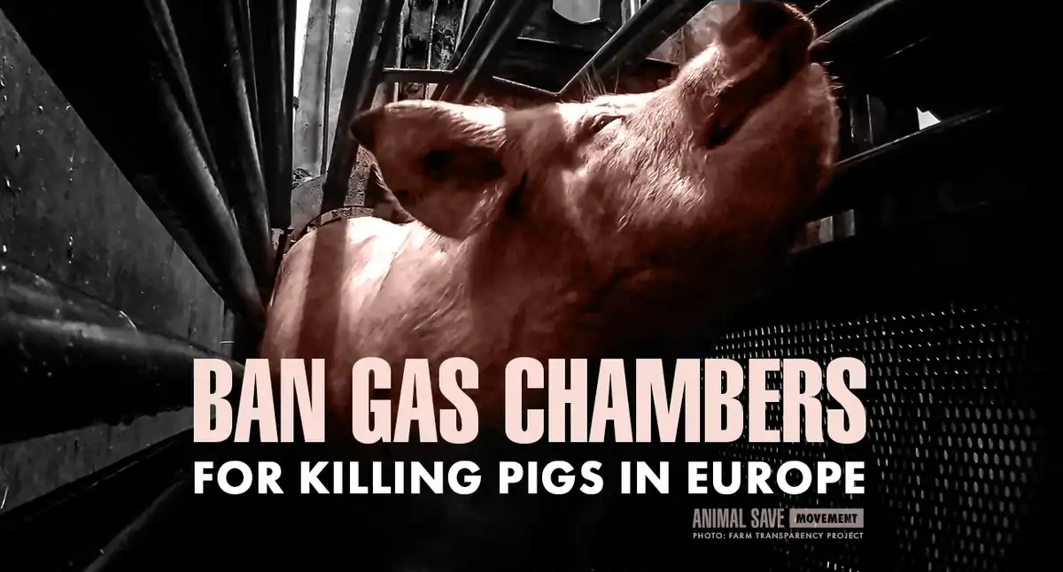 Save Movement banner calling to ban CO2 gas chambers used to kill pigs