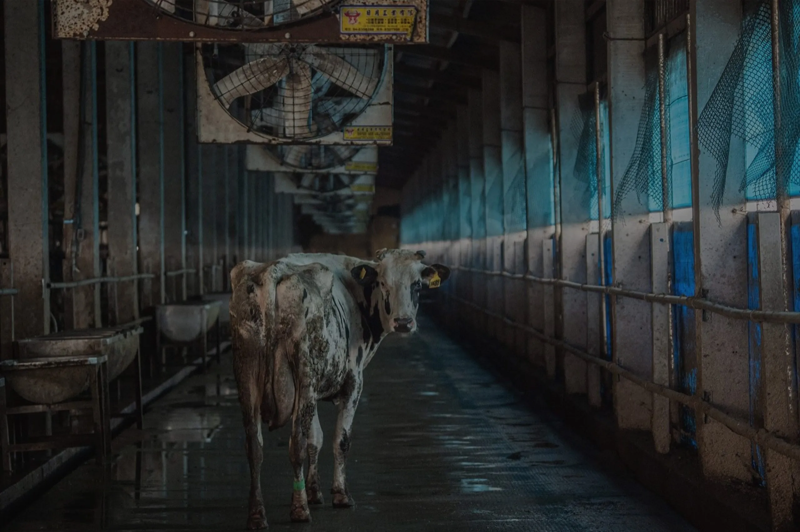 Aerial view of a concentrated animal feeding operation