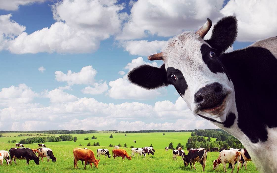 A close-up of a dairy cow looking into the camera