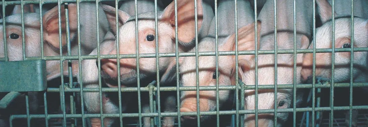 Pigs confined in industrial meat production