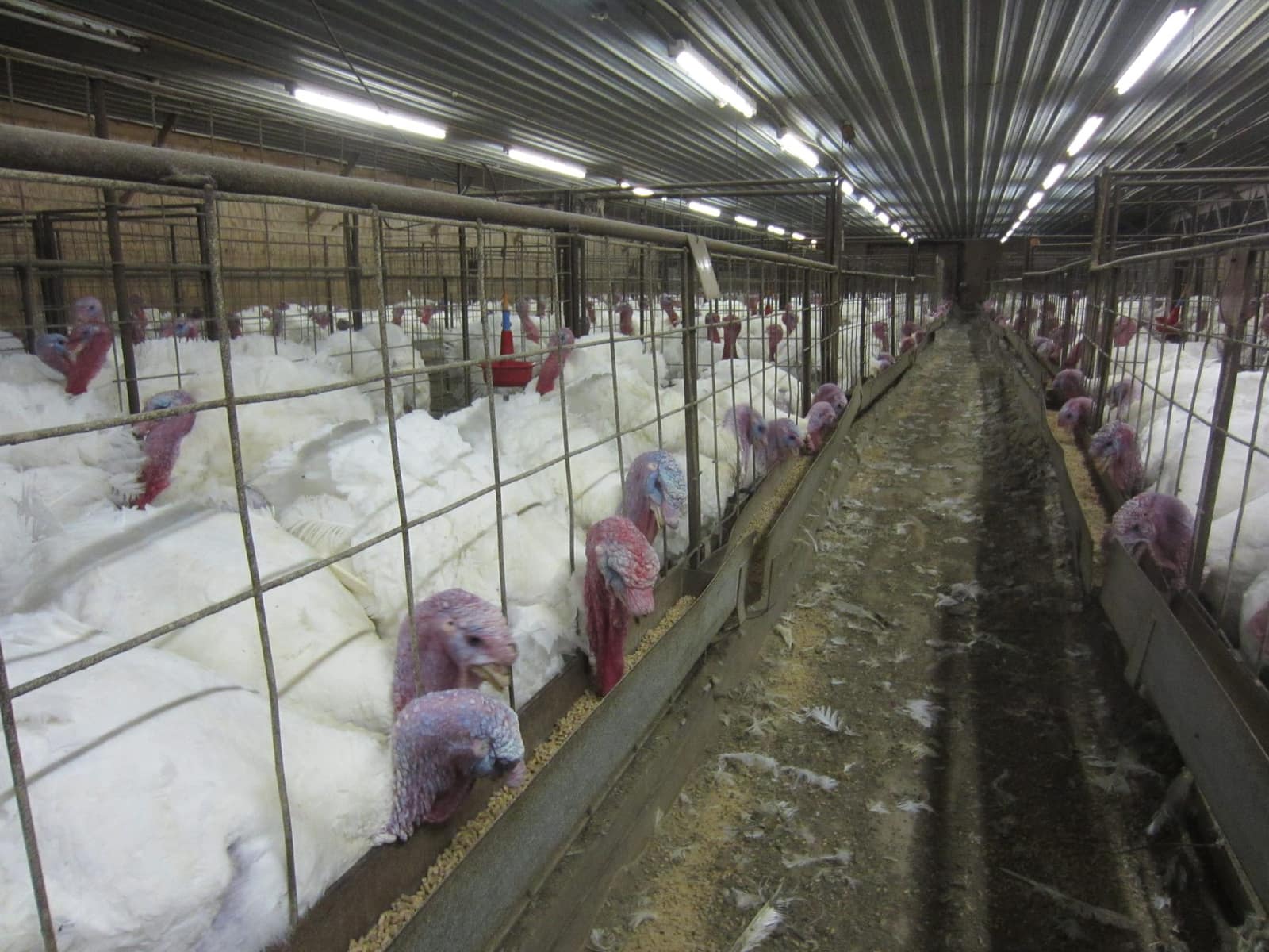 Turkeys crowded inside an industrial shed