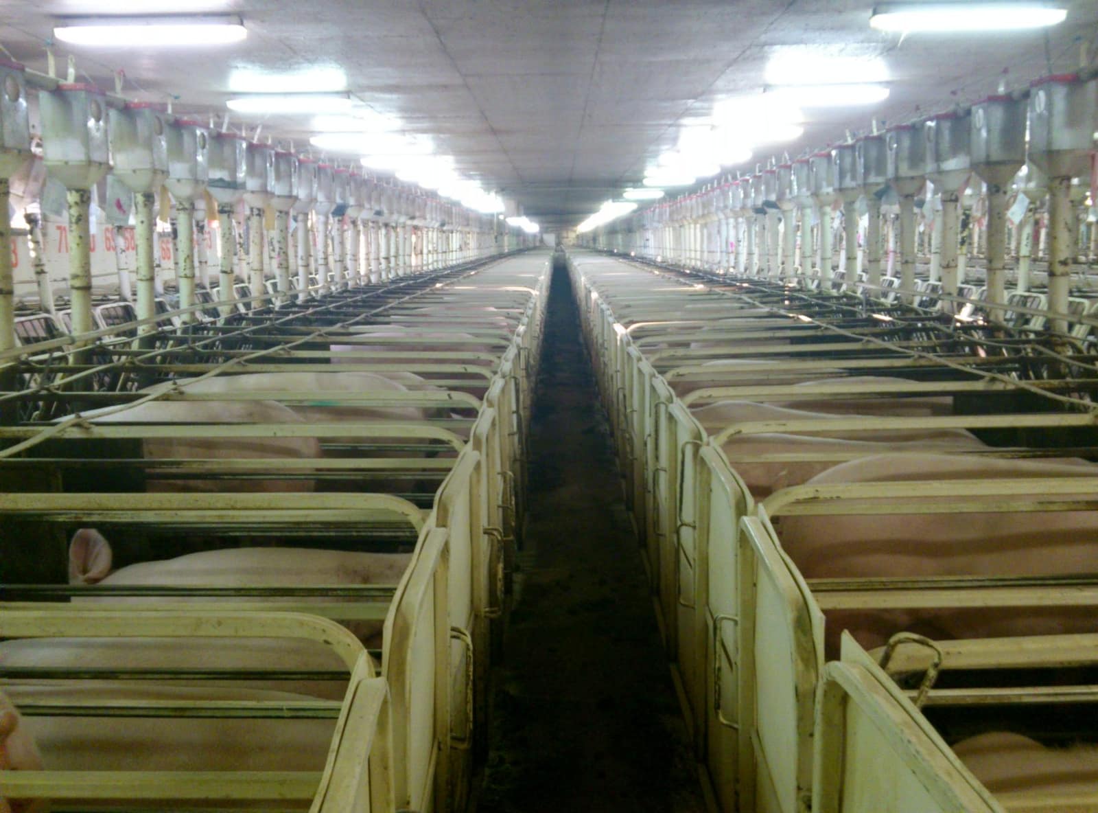 Sows confined in metal gestation crates