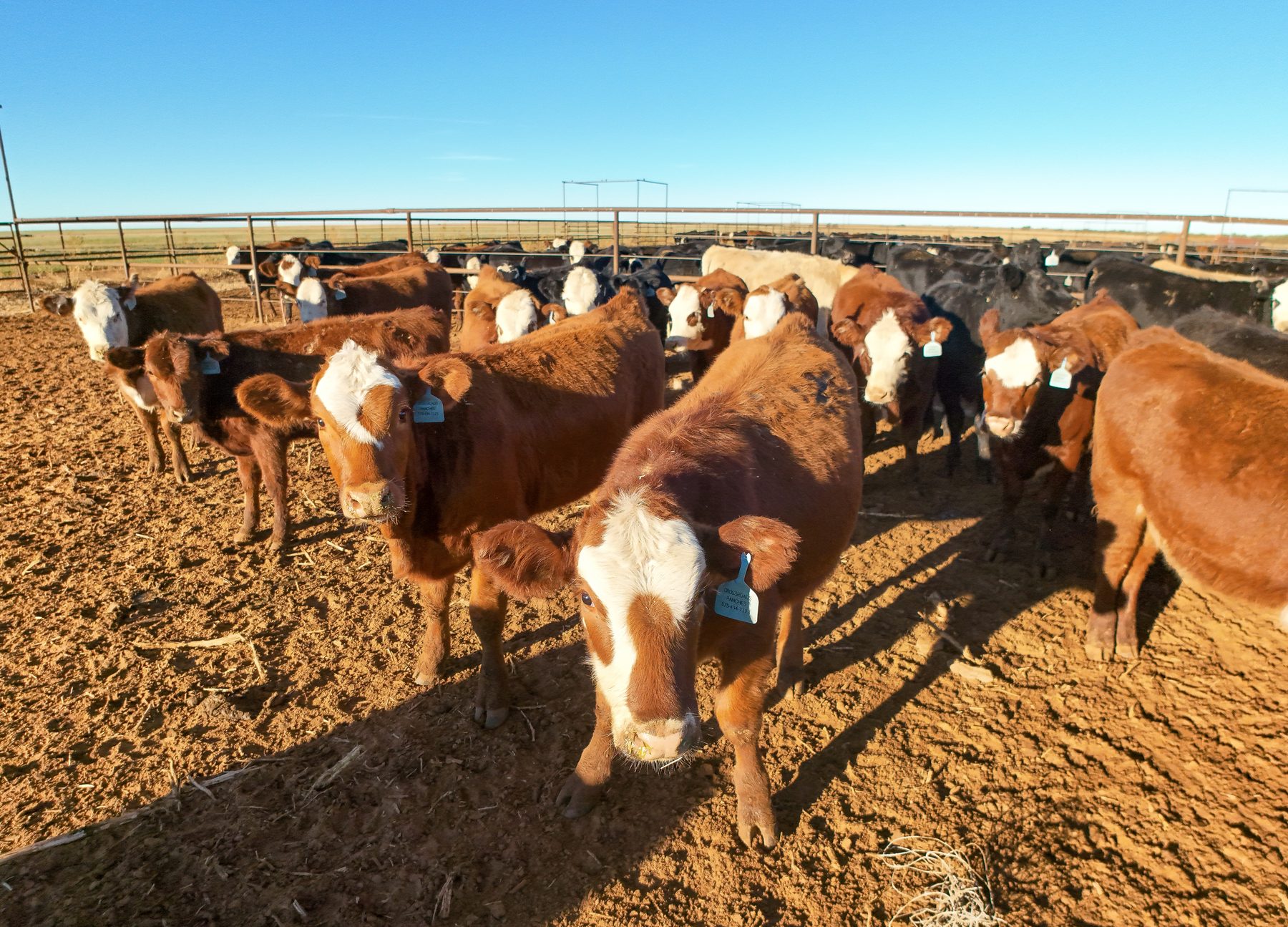 Beef cattle packed into a feedlot