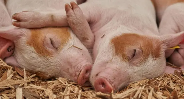 Two piglets resting together