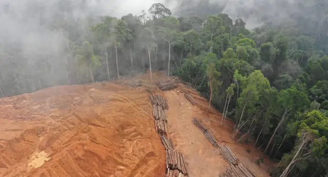 Forest cleared for cattle grazing
